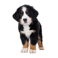 Poster - Adorable Bernese Mountain dog puppy, standing up facing front. Looking curious to camera with cute head tilt. Isolated cutout on a transparent background