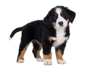 Poster - Adorable Bernese Mountain dog puppy, standing up side ways. Looking curious to camera with cute head tilt. Isolated cutout on a transparent background