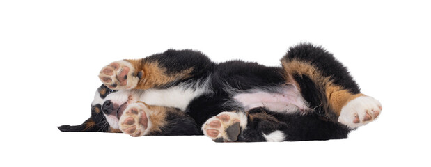 Poster - Adorable Bernese Mountain dog puppy, laying down side ways. Showing belly and toe beans. Isolated cutout on a transparent background