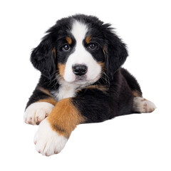 Poster - Adorable Bernese Mountain dog puppy, laying down facing front. Looking curious to camera. Isolated cutout on a transparent background