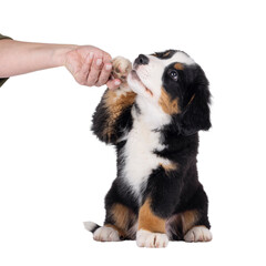 Poster - Adorable Bernese Mountain dog puppy, sitting up facing front. One paw up in human hand. Isolated cutout on a transparent background