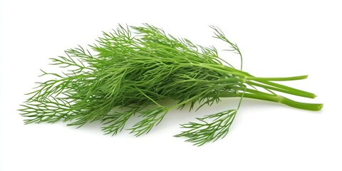 Aufkleber - Fresh green dill herb bunch arranged diagonally against a white background, showcasing vibrant green whisker-like leaves and slender stems.