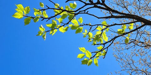 Leinwandbilder - Vibrant green spring leaves on a slender branch against a cloudless bright blue sky creating a serene natural scene with a tranquil ambiance