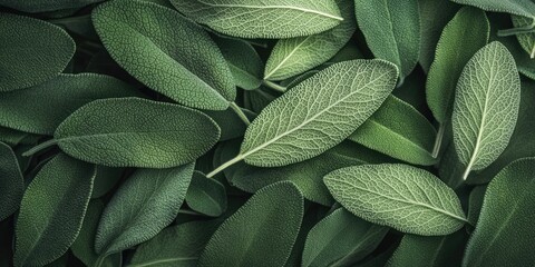 Aufkleber - Fresh green sage leaves in varying shades of green with intricate vein patterns, closely layered and densely packed on a dark background.