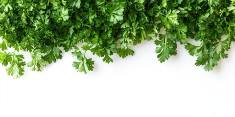Aufkleber - Fresh green cilantro leaves arranged neatly on a white background with vibrant green shades creating a lush textured border at the top.