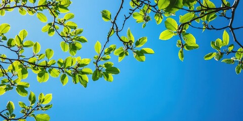 Aufkleber - Vibrant green spring leaves on tree branches contrasting against a bright clear blue sky, with leaves positioned prominently in the upper part of the image.