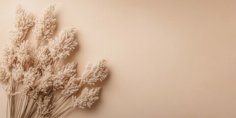 Fototapete - Neutral toned background featuring clustered dried flower stems on the left, creating a serene and minimalist aesthetic for decor or design.