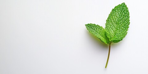 Poster - Vibrant green fresh mint leaf positioned on the right side of a clean white background highlighting its delicate texture ideal for culinary use