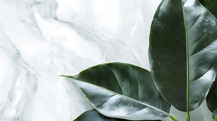 Poster - Large green leaves laying on a white marble surface
