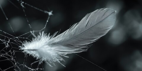 Poster - A single white feather perched atop a delicate spider web, symbolizing fragility and resilience