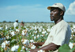 © Саша Федюк - Black man harvests cotton in a vast field, showcasing labor and dedication to farming amid soft, white blooms