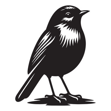 Robin bird Silhouette Vector Illustration, Solid White Background.