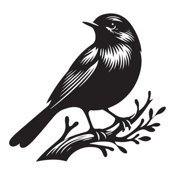 Robin bird Silhouette Vector Illustration, Solid White Background.