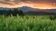© StockKing - Vibrant green sunn hemp field in foreground with tall plants, backdrop of mountains at sunset with orange and purple hues in the sky.