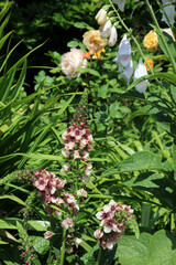 Wall Mural - Bed of Purple Mullein blooms with Foxgloves and Roses, Devon England
