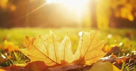 Leinwandbilder - Close up of fall leaves, highlighting autumn colors. It's a close-up of fall foliage illuminated by the sun. The leaves are yellow. Focus on the foreground. The image depicts the essence of the