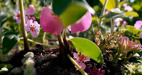 Aufkleber - Pink flowers with green leaves in a garden setting with a blurred background
