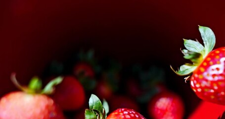 Poster - Close Up Of Fresh Red Strawberries on Red Background