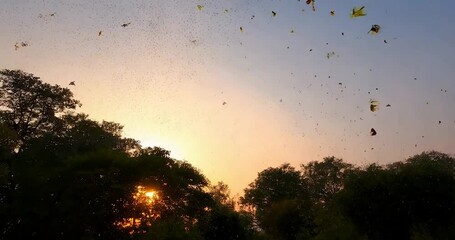 Poster - Sunset With Golden Light and Silhouette Trees against the blue sky with flying insects and golden leaves