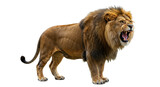 Isolated Roaring Lion with Sharp Teeth Showing