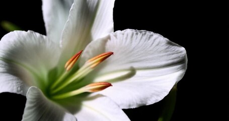 Poster - Close-up of a white flower with a black background shows delicate petals and vibrant stamen details. The flower is in full bloom, capturing the contrast between the crisp white petals and the dark