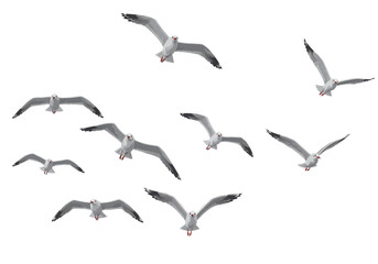 isolated group of seagulls flying against white