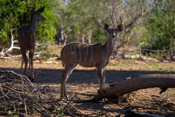 Wall Mural - Greater kudu stands in shade near mother