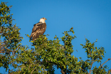 Poster - Juvenile African fish eagle on leafy treetop