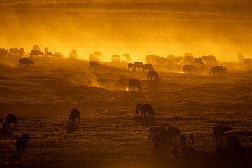 Wall Mural - Herd of Cape buffalo cross dusty floodplain