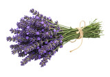 Isolated Fresh Bunch of Aromatic Lavender Flowers Tied with Twine