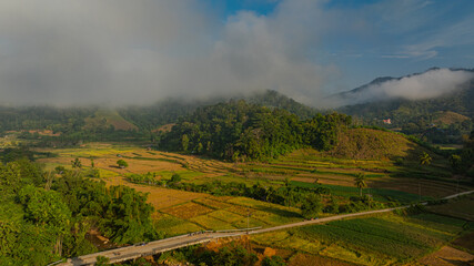  An aerial view of terraced rice fields in a charming valley of golden rice fields and lush forests covered in morning mist, creating a peaceful and atmospheric rural atmosphere. beautiful nature