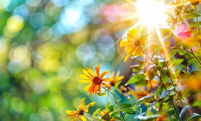 Wall Mural - vibrant yellow flowers basking in sunlight with bokeh background