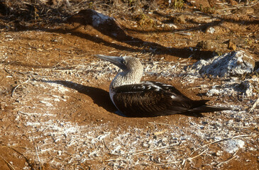 Wall Mural - Fou à pieds bleus, nid,.Sula nebouxii, Blue footed Booby, Archipel des Galapagos