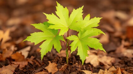 Poster - vibrant maple sapling growing amidst fallen leaves on forest floor with soft sunlight highlighting its vivid green