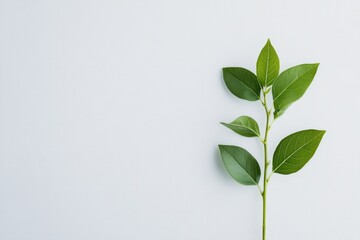 Poster - young sapling with tiny green leaves sprouting against clean white background