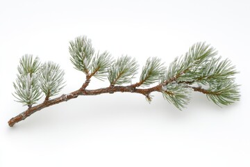 Poster - Frosted Pine Branch on White Background Capturing Winter's Beauty in a Minimalist Style for Festive Holiday Season
