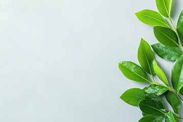 Canvas Print - Fresh green leaves on a soft grey background, symbolizing nature, vitality, and tranquility, ideal for wellness and eco friendly themes