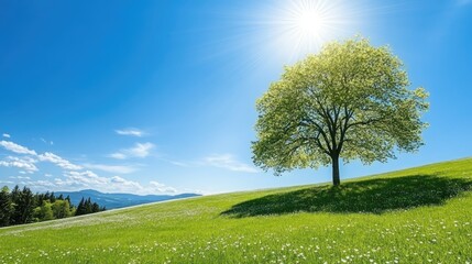 Wall Mural - Rows of blooming trees fill the landscape with white flowers, creating a springtime spectacle under a clear blue sky