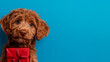 © Daniella - Red Puppy Holding Red Gift Box Against Blue Background