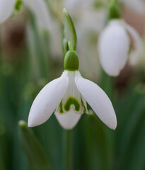 Wall Mural - Beautiful close-up of a galanthus nivalis flower