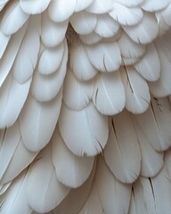 Poster - Ethereal Feathered Texture Close Up Capturing Softness and Lightness in a Detailed Abstract Pattern