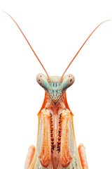 Isolated Praying Mantis Portrait