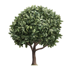 Poster - Illustration of a Decorative Topiary Tree with Lush Green Leaves