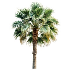 Poster - Isolated palm tree against black backdrop, evokes tropical vacations and relaxation, perfect for design