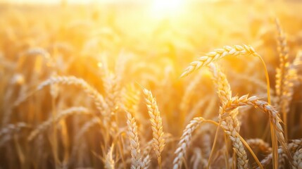 Poster - Golden wheat field basking in sunlight during the early evening hours in the countryside. Generative AI