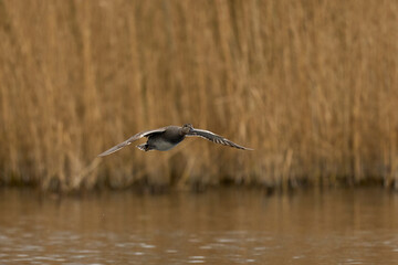 Wall Mural - Male Gadwall (Anas strepera) coming in to land on a lagoon on the Somerset Levels in Somerset, United Kingdom.     