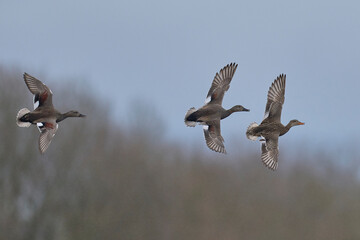 Wall Mural - Group of Gadwall (Anas strepera) in flight over the Somerset Levels in Somerset, United Kingdom.      