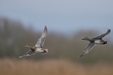 Wall Mural - Group of Gadwall (Anas strepera) in flight over the Somerset Levels in Somerset, United Kingdom.      