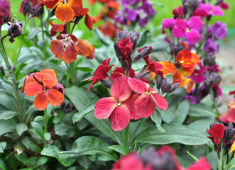 Wall Mural - Erysimum cheiri (Cheiranthus cheiri) blooms in the garden in spring