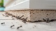© Farah - Close-up view of ants crawling near a house foundation, showcasing their movement and environment
